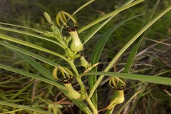 Ceropegia noorjahaniae